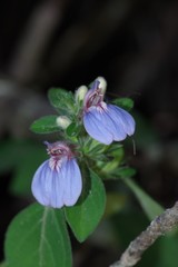 Justicia petiolaris