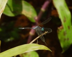 Nephepeltia phryne