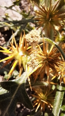 Xanthium spinosum