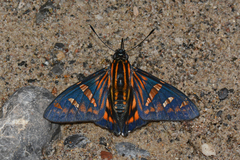 Phocides yokhara