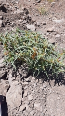 Xanthium spinosum