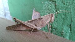 Schistocerca nitens nitens