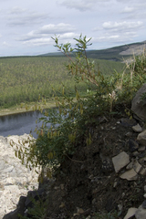 Astragalus tugarinovii