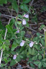 Justicia petiolaris