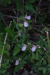 Justicia petiolaris