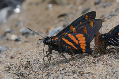 Phocides yokhara