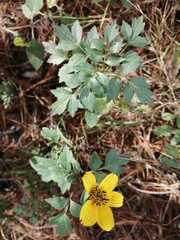 Bidens ostruthioides