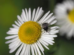 Spermophagus sericeus