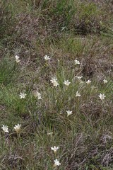 Cyrtanthus loddigesianus