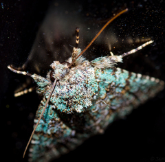 Diphtherocome verbenata