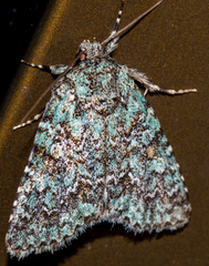 Diphtherocome verbenata