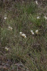Cyrtanthus loddigesianus