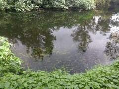 Hydrocharitaceae