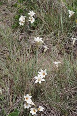 Cyrtanthus loddigesianus
