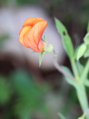 Lathyrus marmoratus