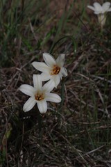 Cyrtanthus loddigesianus