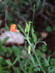 Lathyrus marmoratus