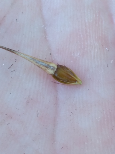 Image of Rhynchospora careyana by (c) Scott Ward, some rights reserved (CC BY)