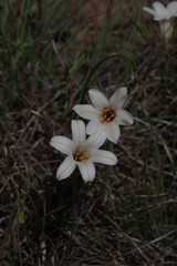 Cyrtanthus loddigesianus