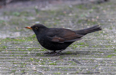 Turdus merula
