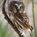 Northern Saw-whet Owl - Photo (c) Rick Leche, some rights reserved (CC BY-NC-ND)