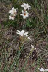 Cyrtanthus loddigesianus