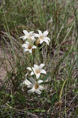 Cyrtanthus loddigesianus
