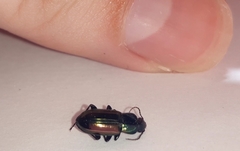 Carabidae