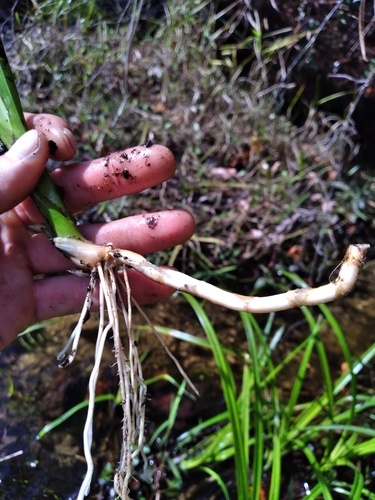 Image of Rhynchospora careyana by (c) Scott Ward, some rights reserved (CC BY)
