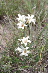 Cyrtanthus loddigesianus