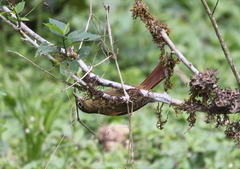 Anabacerthia striaticollis