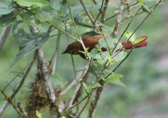 Anabacerthia striaticollis
