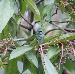 Ixothraupis punctata