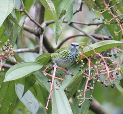 Ixothraupis punctata