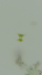 Desmidiaceae