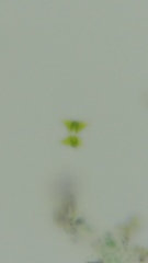 Desmidiaceae