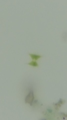 Desmidiaceae