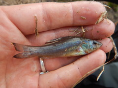 Aphredoderus sayanus