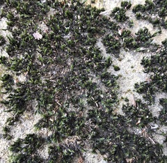 Grimmia pilifera