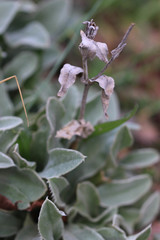 Silene coronaria
