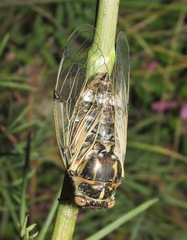 Cicadatra platyptera