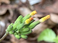 Youngia japonica image