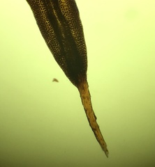 Grimmia pilifera