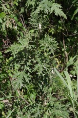 Berkheya bipinnatifida
