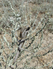 Bolivaria brachyptera