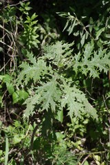 Berkheya bipinnatifida