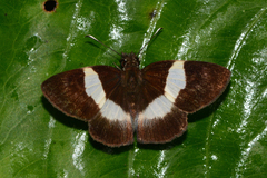 Potamanaxas