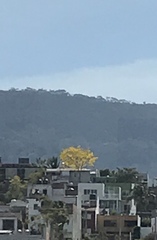 Roseodendron donnell-smithii