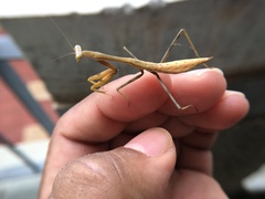 Hierodula membranacea