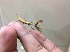 Hierodula membranacea